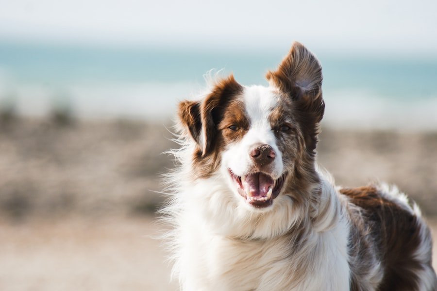 Dog smiling outside